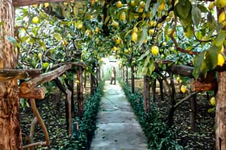 Limoneto di Anna