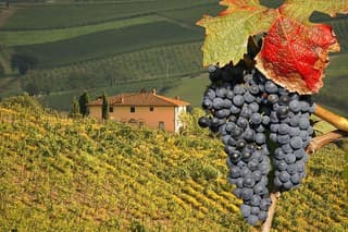 Truffle and Brunello Sommelier Vip Experience in Tuscany Lands from Rome