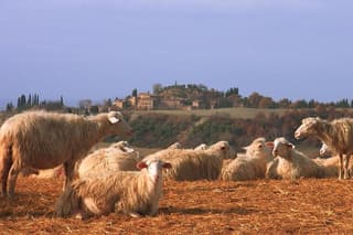 Montepulciano and Pienza Tuscany Wine&Cheese Fullday from Florence