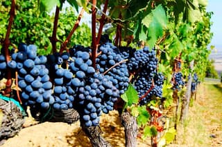 Pienza, Val d'Orcia, Montalcino wine and Pecorino cheese PRIVATE TOUR from SIENA