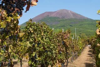 Vesuvius & Vineyard select from Sorrento