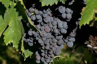 Umbria Wine and Olive Oil Tour with light lunch