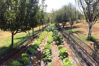 Organic Tart at the Orti Museum in Sabina