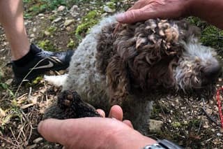 Truffle Hunting with Wine Tasting