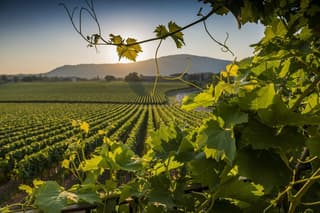Rome Countryside Delights: Exclusive Wine Tasting Tour