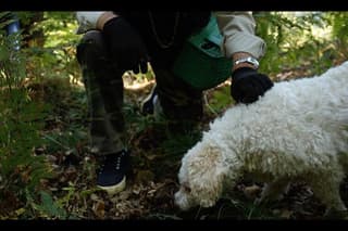 Mushroom or Truffle Hunting