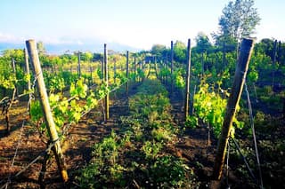 Visit 2 wine producers with tasting and transportation included