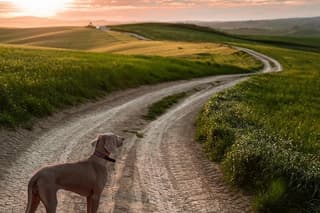 Val d'Orcia: 1-Hour Private Photography Experience