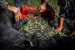 Private tour on olive mill and guide to taste a EVO oil excellent