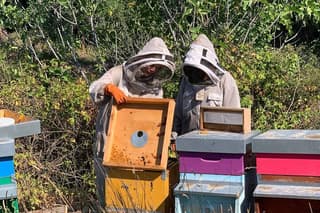 Experience bees from the beehive to the honey jar and taste honey