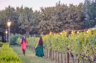 Exclusive Winery Tour with Tasting and Dinner in Chianti vineyard