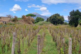 Private Pompeii + Lunch at Casa Setaro Vesuvius Winery-Trsf. incl.
