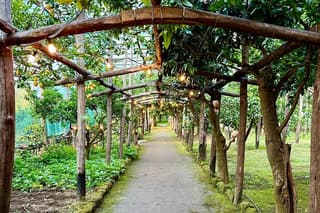 Sorrento Lemon Grove Experience with Local Product Tasting