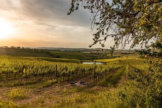 Picnic in vineyards with Bottle of Rosso di Montalcino