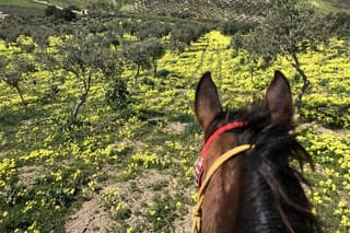 Horseback riding through the olive groves of Sciacca