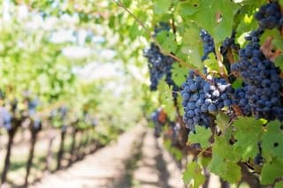 Explore the Richness of Marche Wine Flavors