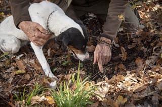 Face-to-face experience with the Truffle