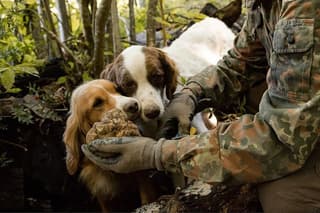 From Rome: Tuscany Trip with Truffle Hunting and Tasting