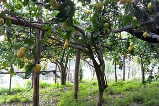 Maiori: Hiking Tour to a Lemon Farm with Lemon Tastings