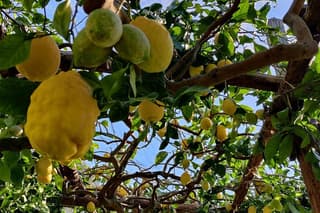 Lemon Tour of the Family Farm in Minori with Tasting