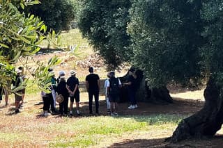 Olive Oil Tour and Tasting Experience in Ostuni