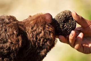 Private Truffle Hunt with Lunch & Wine Tasting from Florence