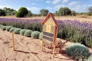 Explore Bee Garden in Guardia Grande Alghero
