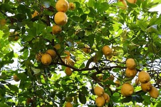 Sorrento: Farm Tour with Tasting and Picking