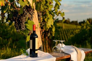 From Verona half day wine experience in Valpolicella and Amarone