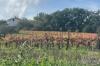 Irpinia Wine & Flavors Experience Private Tour from Sorrento