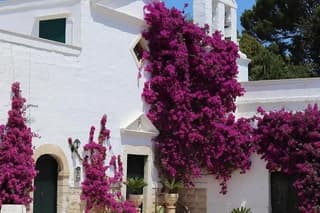 Wine tour with tasting from Bari & Trani