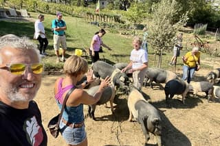 Visit of the Pig Farm in Montepulciano with Lunch