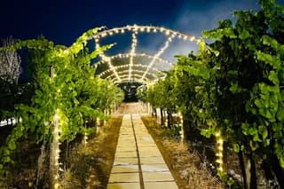 Wine Tasting and Guided Visit to the Vineyard and Cellar in S. Maria Imbaro