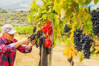 Chianti Half Day Wine Tour with Tasting from Florence