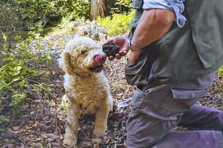 Truffle Experience in Tuscany from Florence