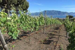 Naples Vesuvius Vineyard Tour and Ungrafted Wine Tasting