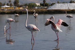 Birdwatching at Saline Maria Stella in Trapani