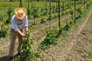 Winery Tasting Among the Hills with a Winemaker in Caserta
