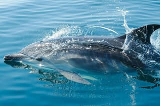 Sunset Cruise with Aperitif and Dolphins in Taormina