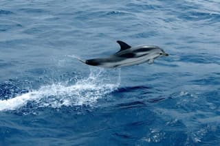 Whale Watching and Sailing Adventure in the Pelagos Sanctuary
