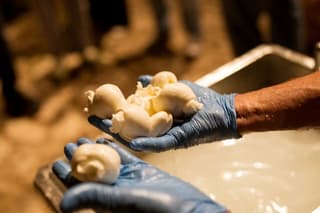 Learn the Art of Handcrafted Mozzarella at Talea Cheese Academy