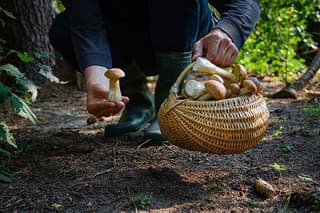Dolomites Mushroom Hunting Experience