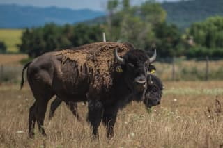 Bison Tour in Umbria