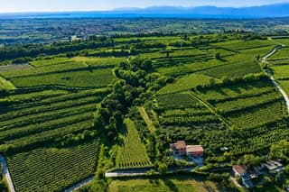 Garda DOP Extra Virgin Olive Oil Tasting and Panoramic Tour