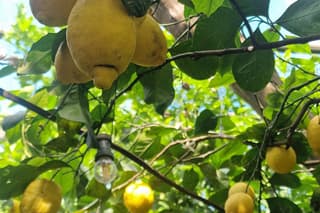 Lemon Grove Tour