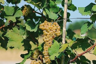 Classic Wine Tasting with Streghette Imolasi