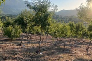 Tour of the Manna with Visit to the Frassineto and Demonstration