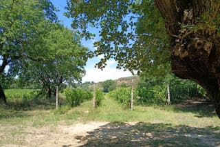 Montepulciano and Pienza from Rome - Full Day with Driver-Guide
