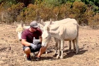 Meet the Sardinian Donkeys and Asinara in Nature