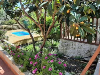 Carrubo - Giardino in città